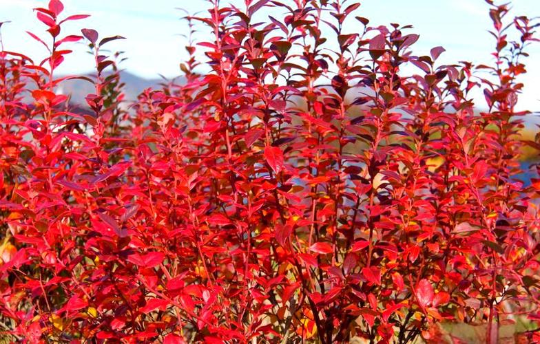 天津哪里有服务好的商务伴游_好用的专业商务伴游app推荐_商务伴游服务公司